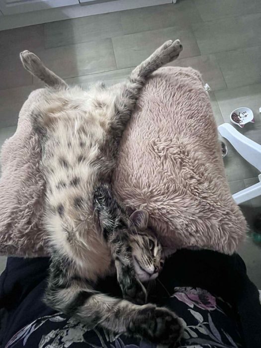 Подарявам малко женско коте