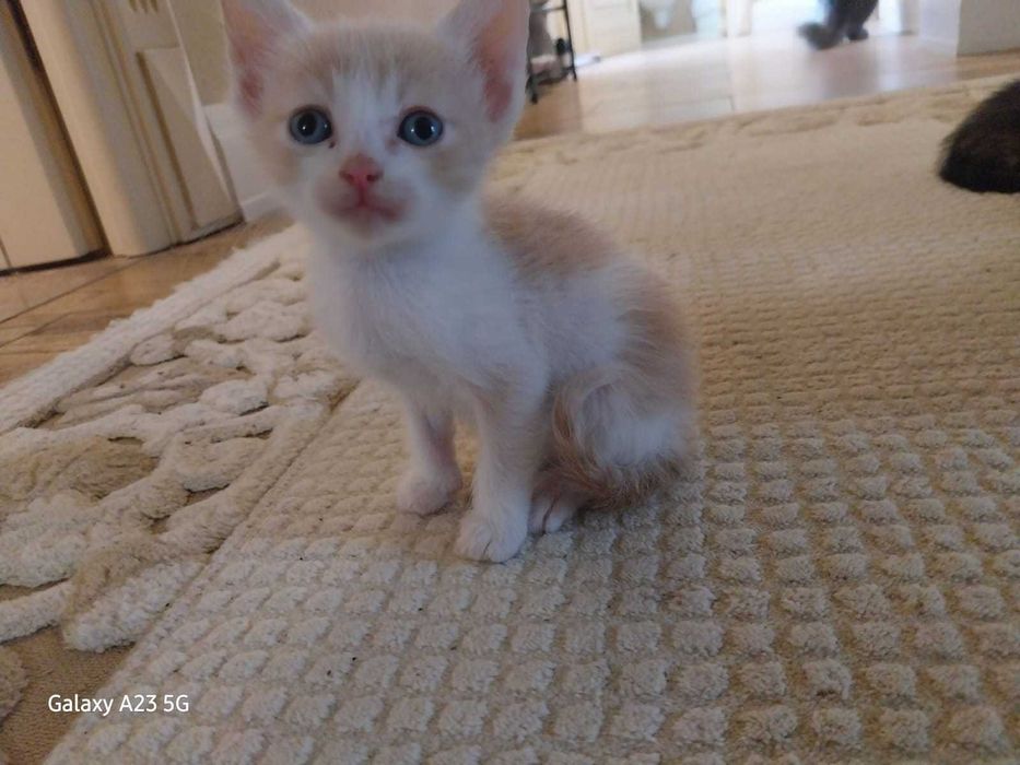 Oferim in Adoptie