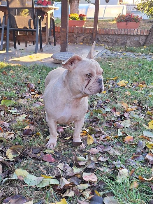 Bulldog francez femela