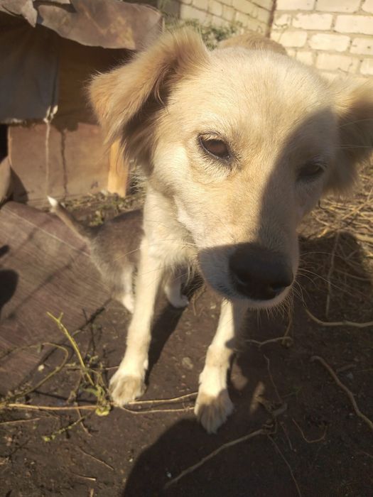 Пристраиваются щеночки мальчики в добрые руки