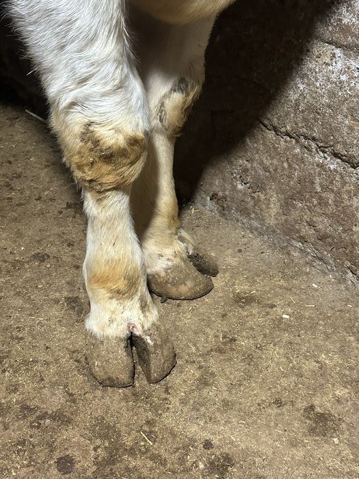 Бука сотилади йеб ичиши зор сохлом 100%