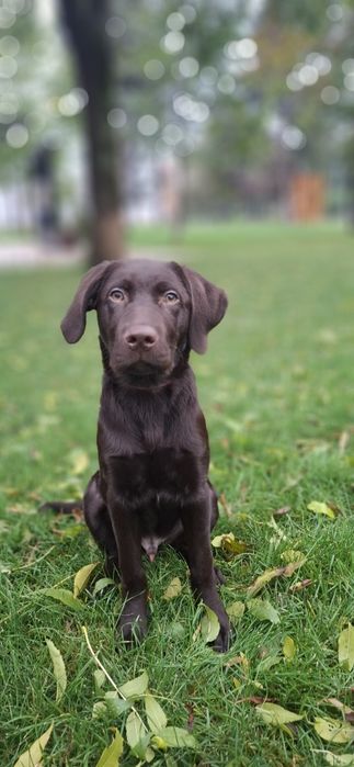 Labrador retriever - ciocolatiu- cu pedigree FCI