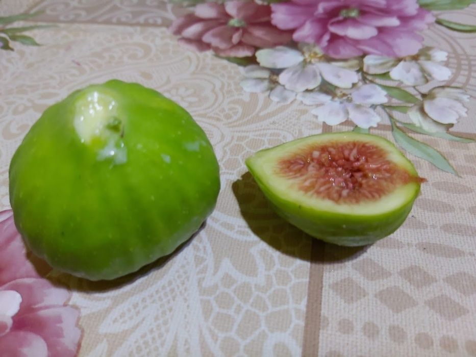 Smochini cu fructul Uriaș și Verde Ofertă 2023