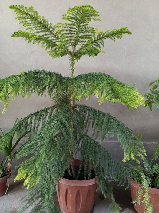 Archa gul (araukariya qarag‘ayi)