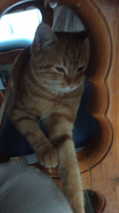 Отдам даром кота