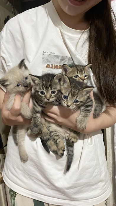 Отдам всех котят в добрые руки,только ОПТООМ отдельно нельзя