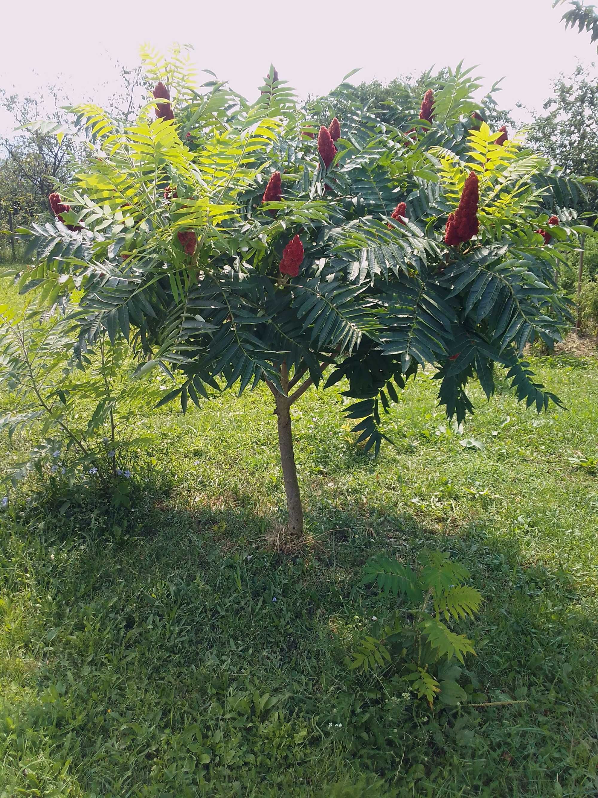 Puieti de Otetar rosu-Rhus Typhina