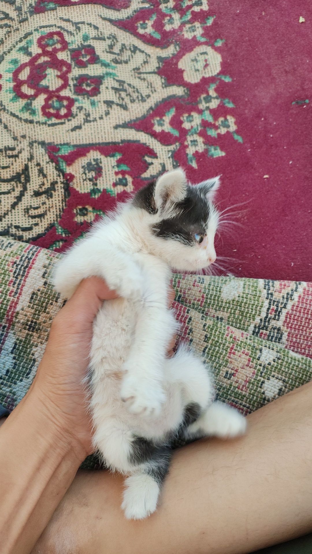 Отдам котика бесплатно