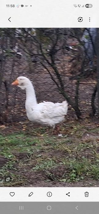 Gascan holmogor de anu asta