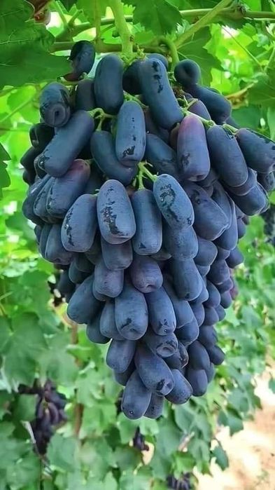 Avatar vita de vie fără semințe