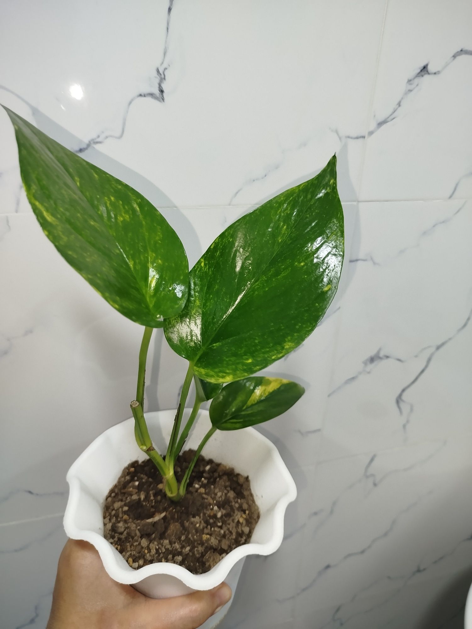 Stendapsus varigatniy