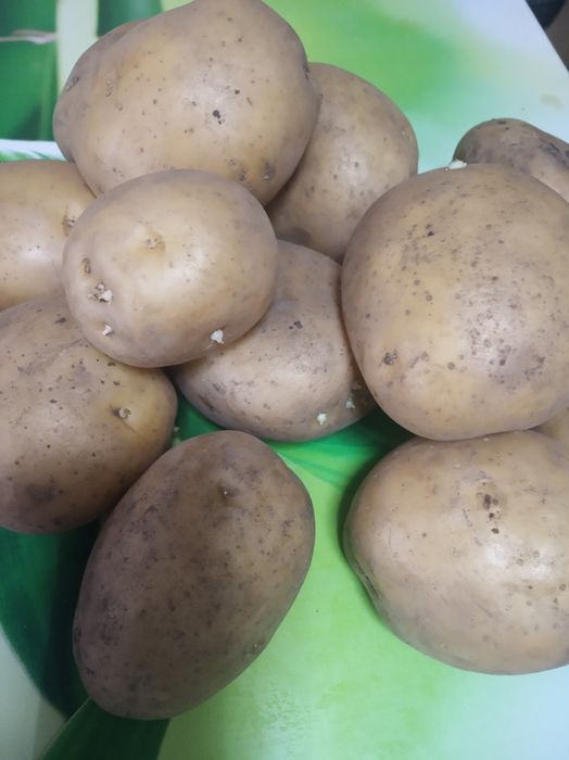 Картофель домашний