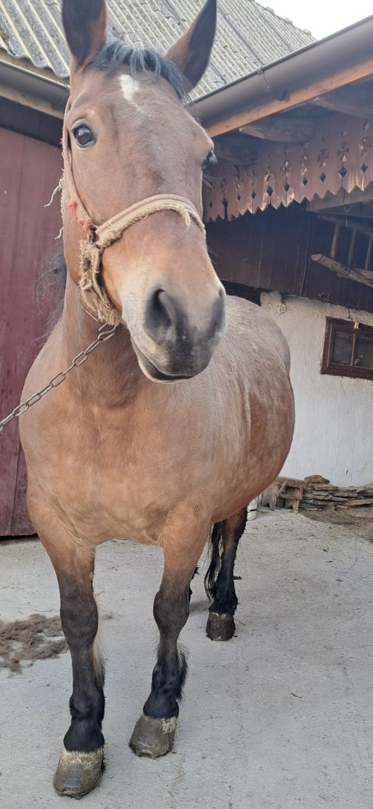 Cal (iapă) de 6 ani