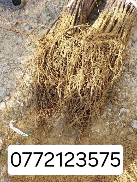 Butasi vita de vie hibrid