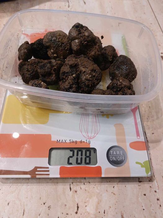 Trufe proaspete , trimit in tara