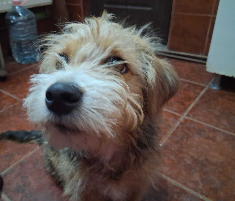 Vând Copoi Cu Păr Aspru