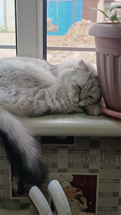 Вислоухая шотландка