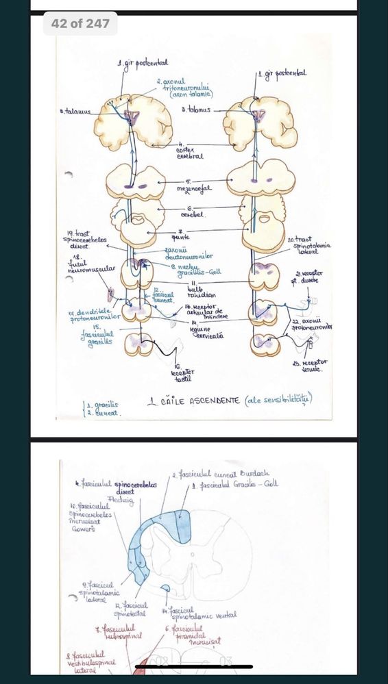 Notite carte caiet manual medicina UMF admitere bac biologie
