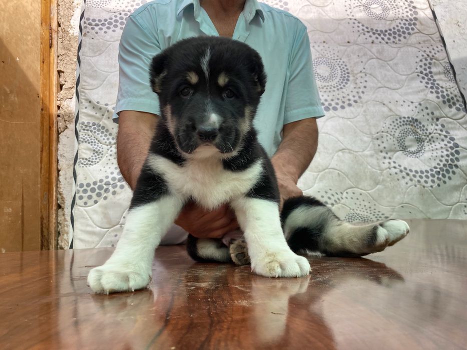 Щенок Туркменского Алабая ( чистокровный )