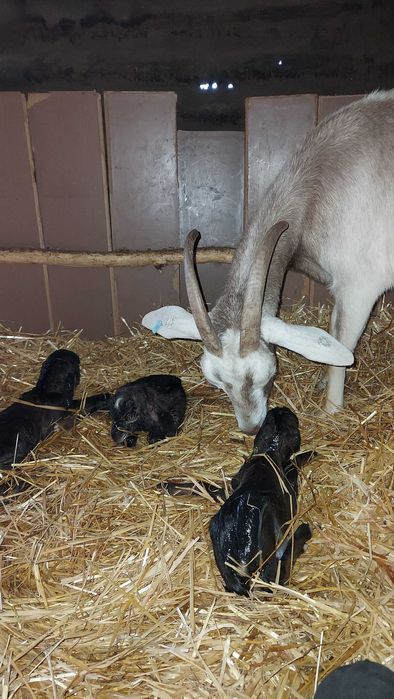 Disponibile capre metiș anglo nubian.