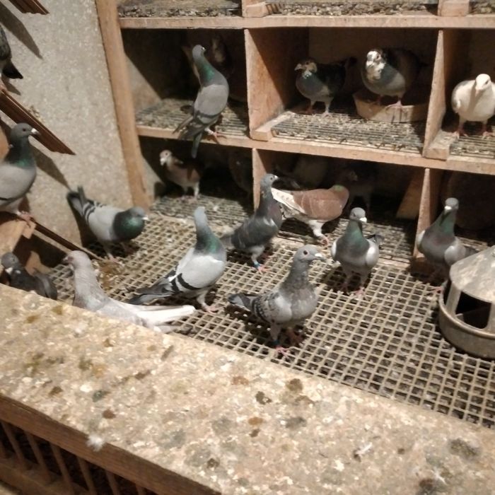 Vând pui porumbei voiajori 2025