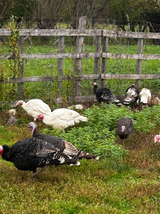 Vand curci si curcani