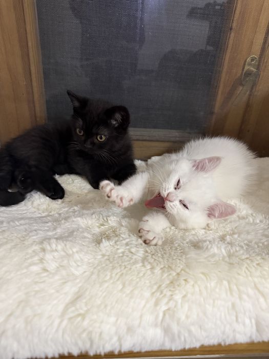 Котёнок скоттиш страйт, чёрный окрас