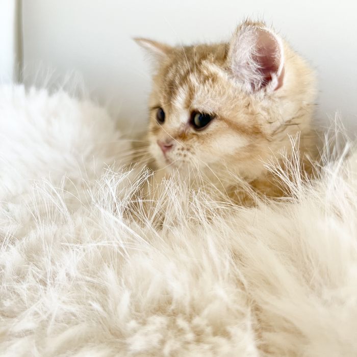 Британская шиншилла ny12