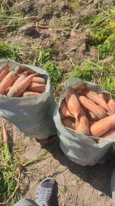 Продам крупную морковь
