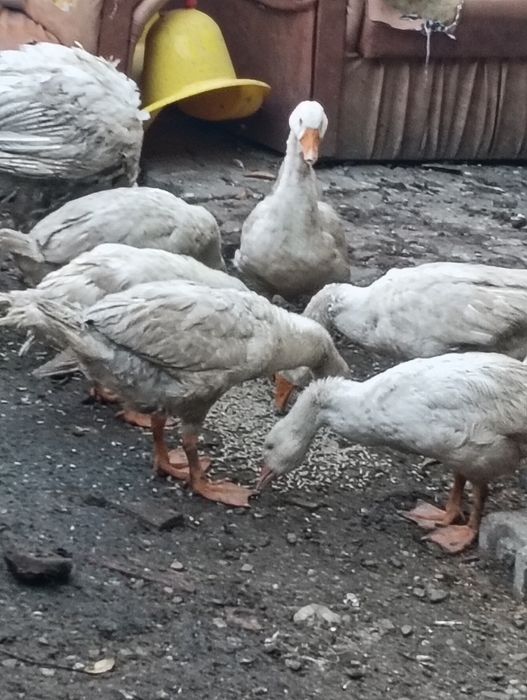 De vînzare preț bun lăsați mesaj