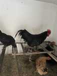 Gaini australorp + 1 cocos