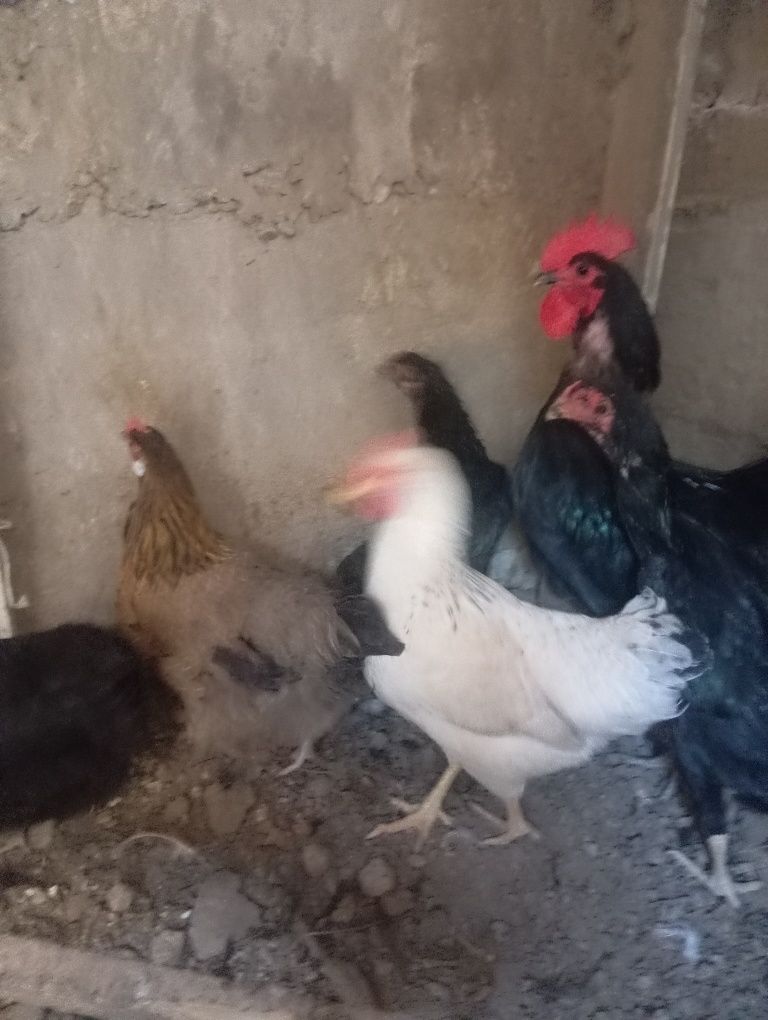 Xoʻroz tovuqlar sotiladi