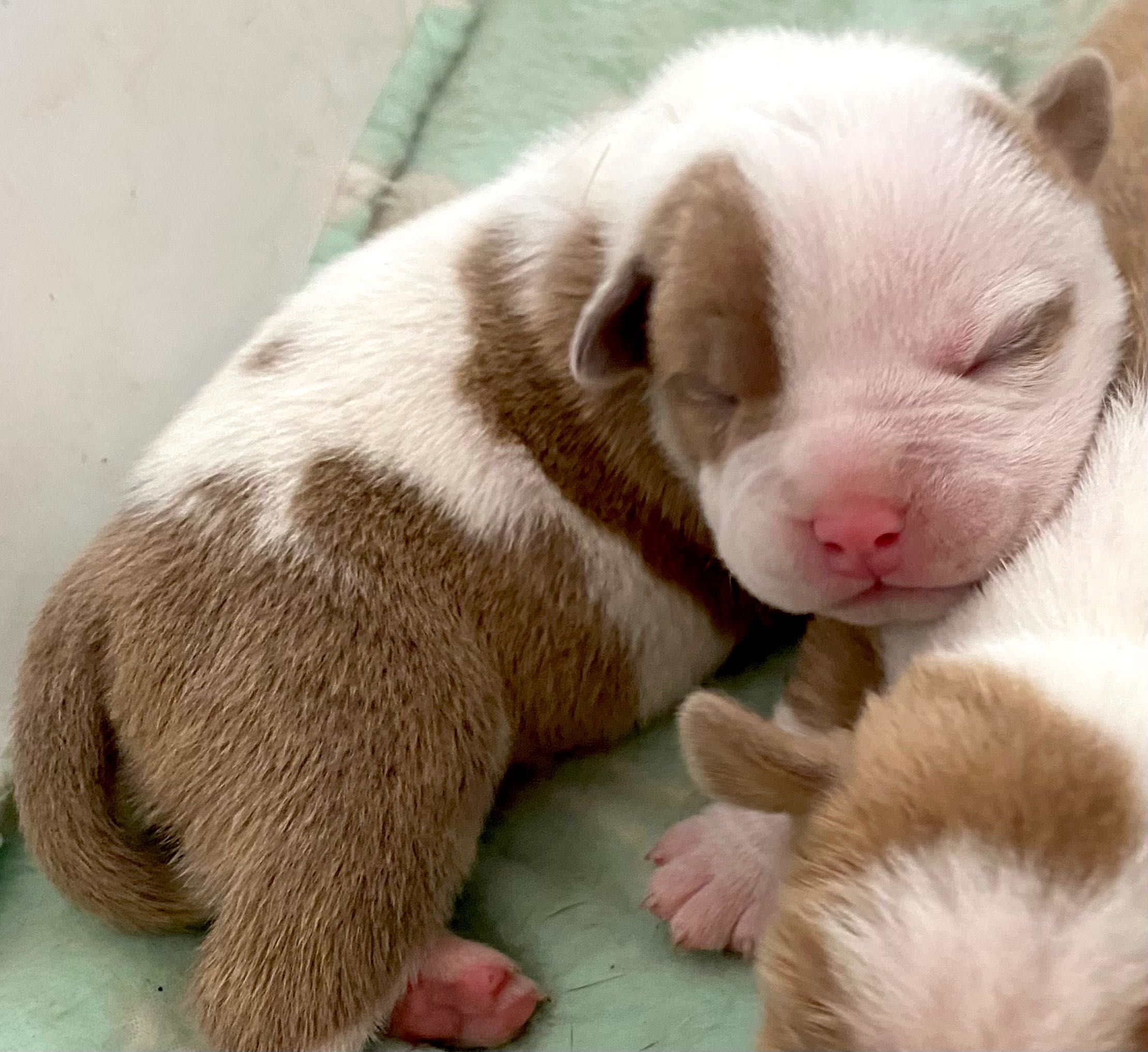 American bully pocket бебе