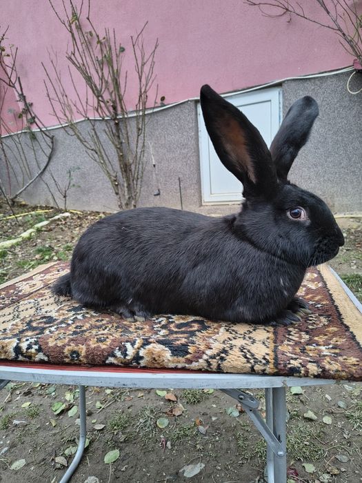 Femelă Pestriț German