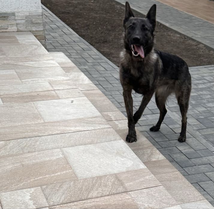 Donez câine, 1 an și 3 luni