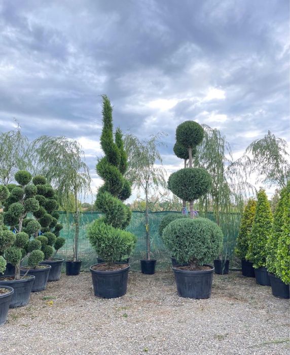 Vand plante ornamentale