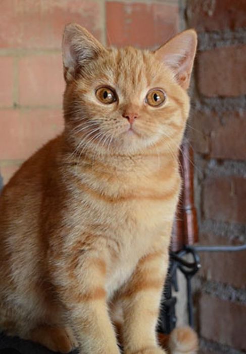 Котик британский яркий красный мрамор 2.5 мес