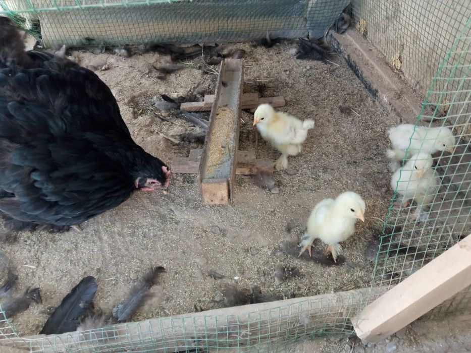 Tovuq sotiladi jojalari bilan