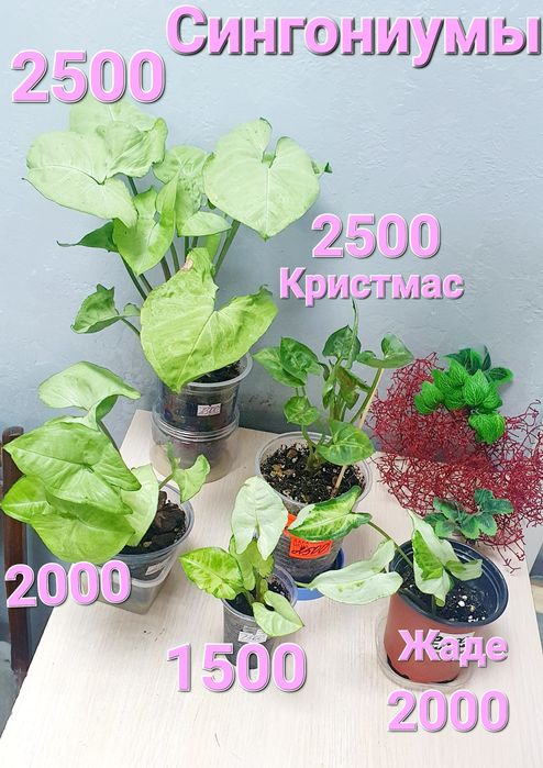 Продажа комнатных растений