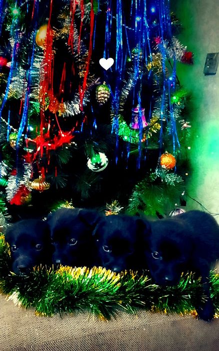 Продам щенков лабладора