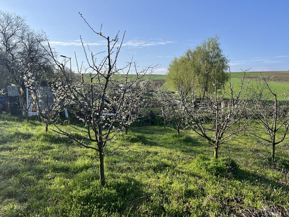 Teren arabil de vanzare/vie/livada in Tasnad