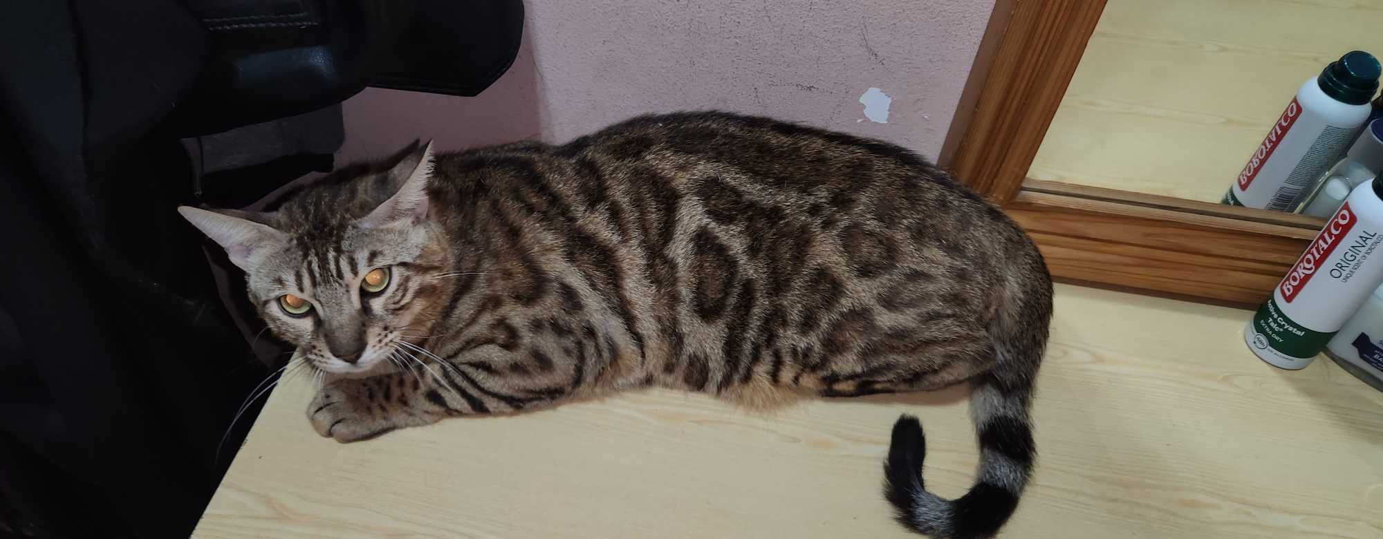мъжко коте Бенгал