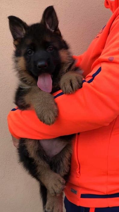 Femela ciobanesc german cu pedigree top