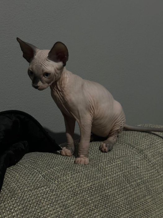 Pui Sphynx Baiat