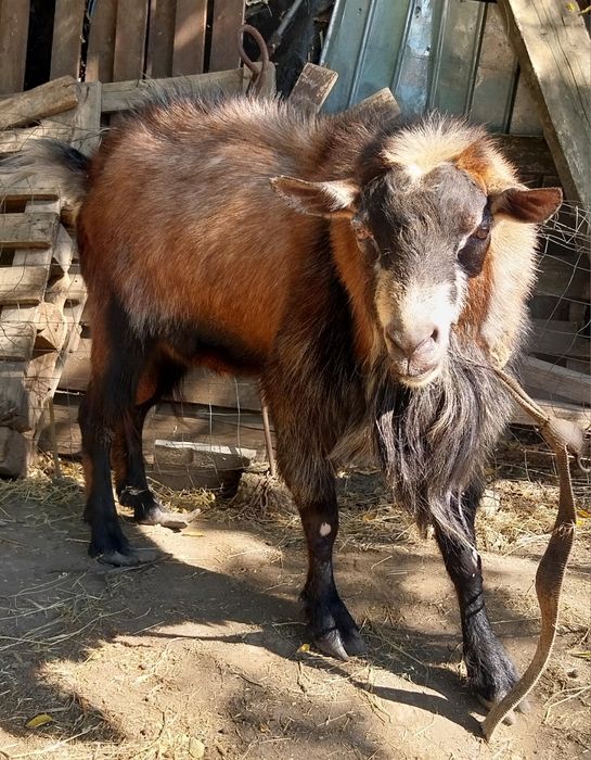 Vand Țap Alpin mare