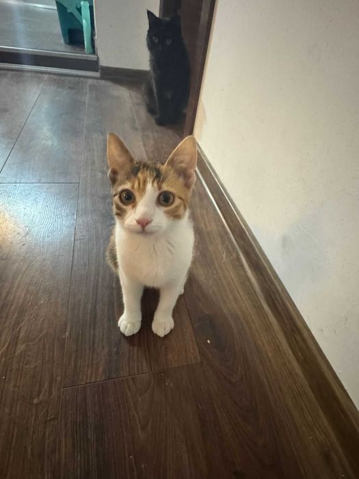 Pisicute adoptie