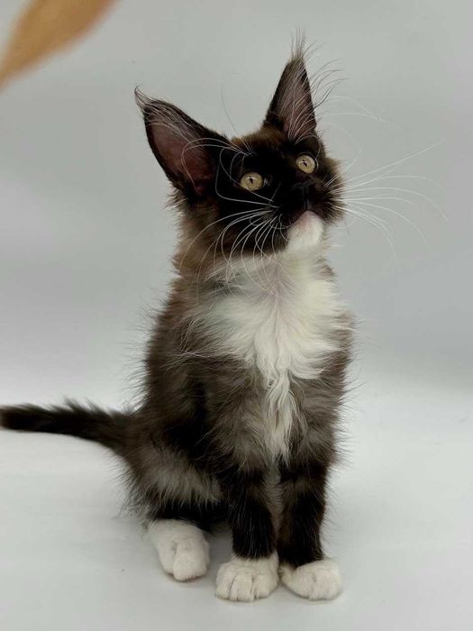 Pisica Femela Maine Coon cu pedigree (WCF AUTORIZATA) Livrare
