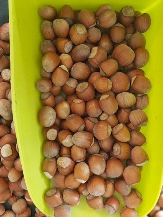 Alune proaspete din propria livadă