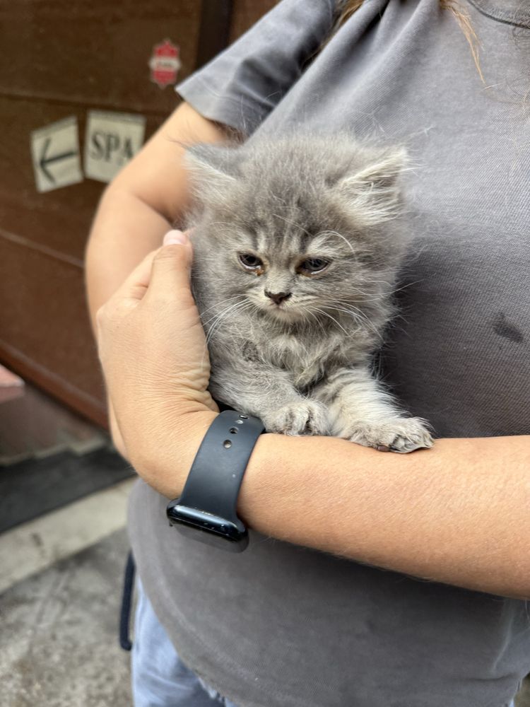 Отдам котенка девочка