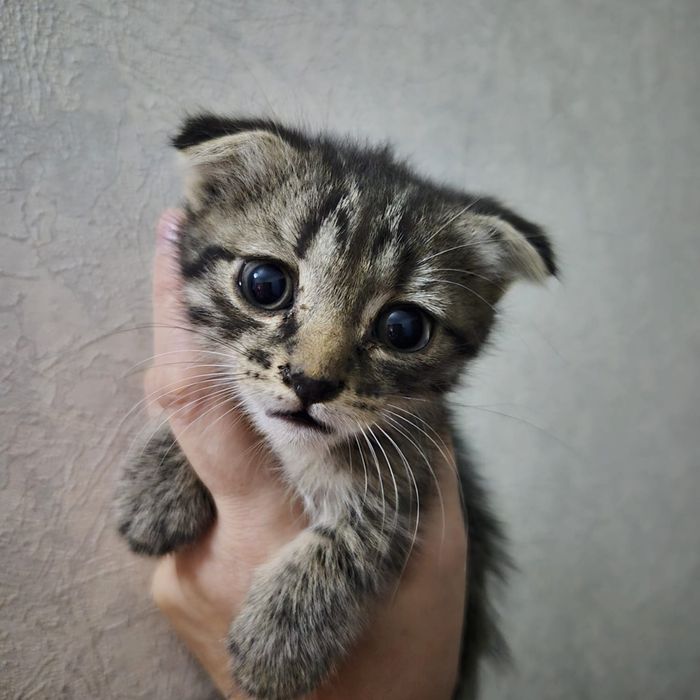 Котенок, мальчик, 2,5 месяцев